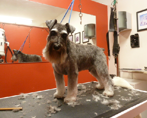 Pawfect Spa Dog Salon